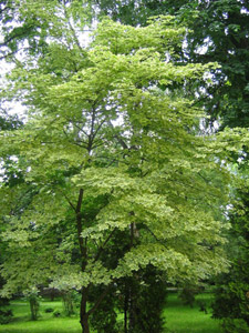 Клен остролистный Доуммонда (f. Drummondii).