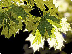 Клен остролистный Доуммонда (f. Drummondii).