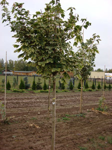 Клен остролистный Доуммонда (f. Drummondii).