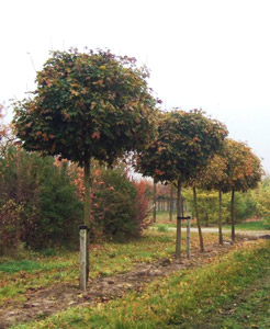 Клен остролистный Глобозум(ф.шаровидная) (f. globosa).