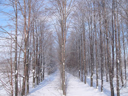 Липа мелколистная или сердцевидная (Tilia cordata).