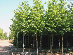     (Tilia cordata).