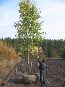     (Tilia cordata).