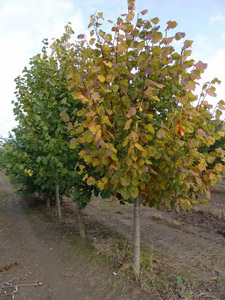 Липа крупнолистная — Tilia platyphyllos.
