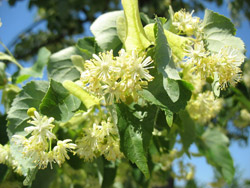 Липа крупнолистная — Tilia platyphyllos.