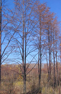 Липа крупнолистная — Tilia platyphyllos.