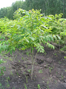   (Juglans mandshurica)