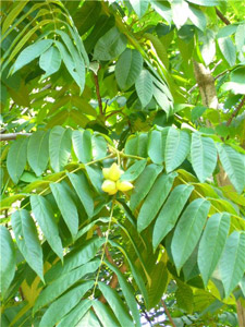   (Juglans mandshurica)