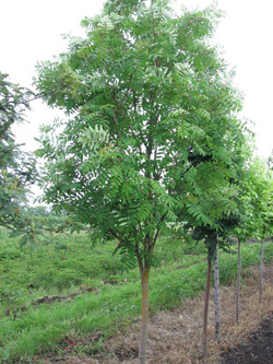 Ива белая, или серебристая (Ветла)- Salix alba