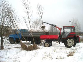 Деревьям предстоит транспортировка к месту посадки промёрзший ком земли не требует дополнительных контейнеров. 