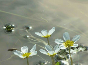 Лютик водный (шелковник)