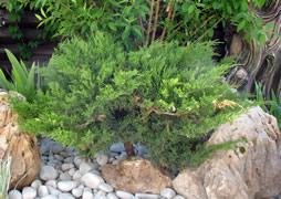 Можжевельник казацкий Mas