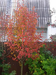 Груша уссурийская (‘Pyrus ussuriensis’).