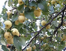   (Pyrus  ussuriensis).